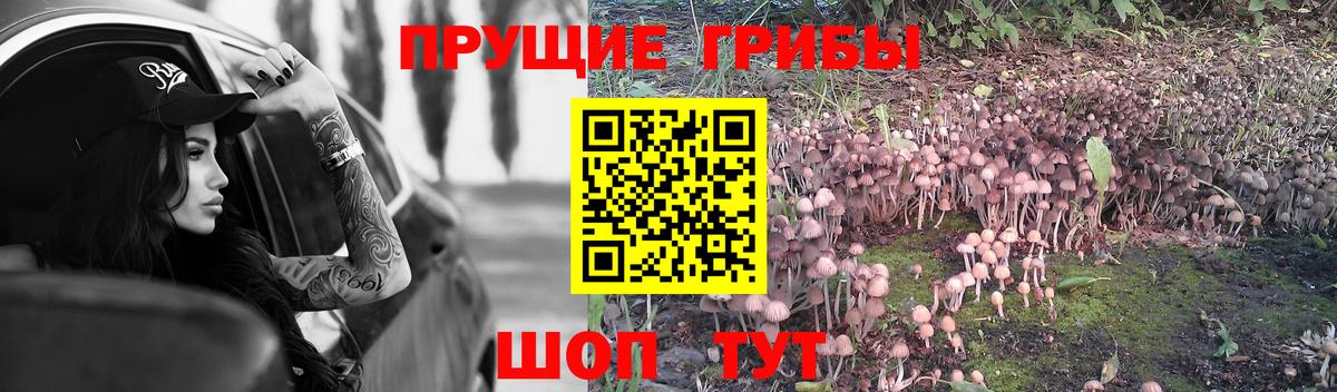 Псилоцибиновые грибы Psilocybine cubensis Партизанск